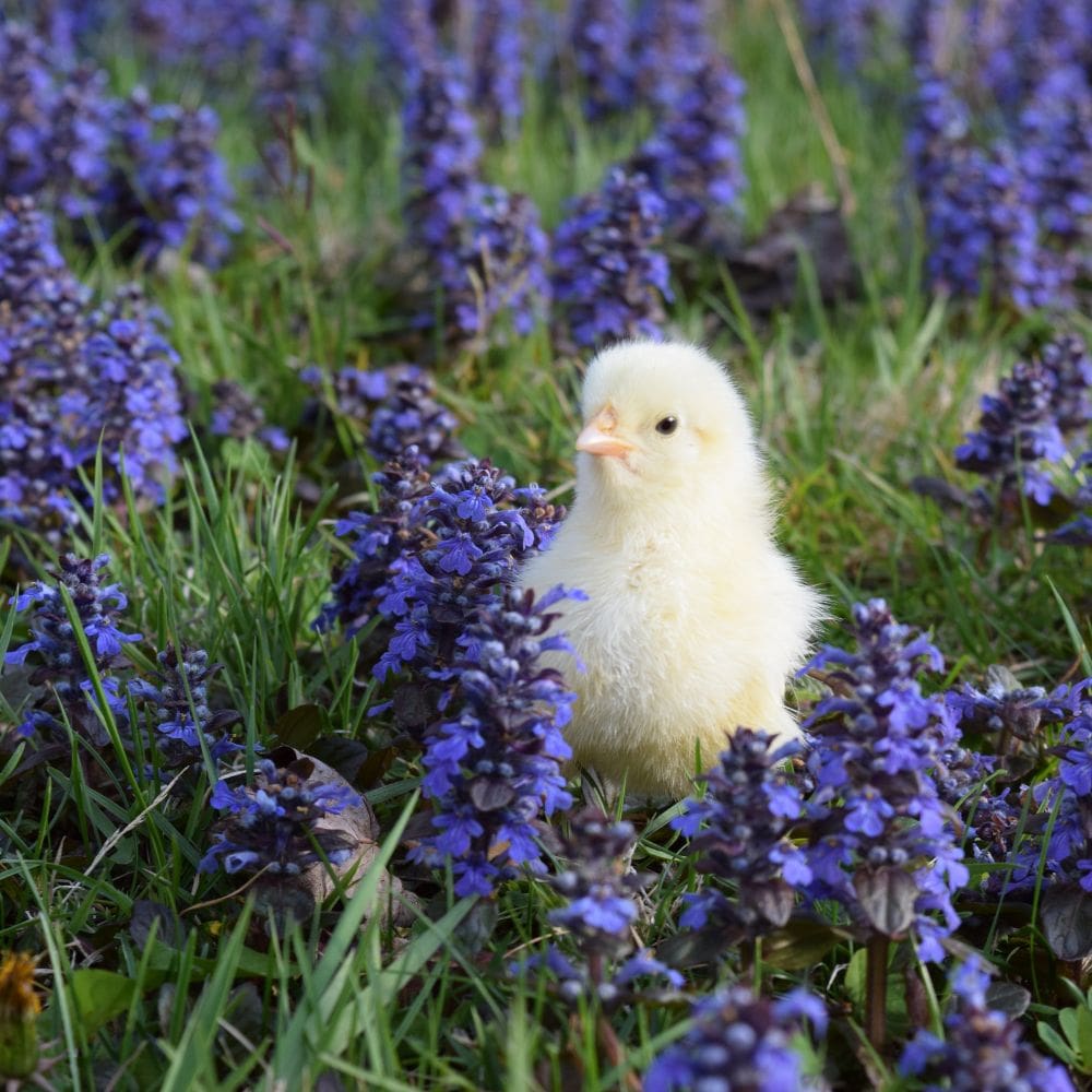 Cute chick in grass with purple flowers