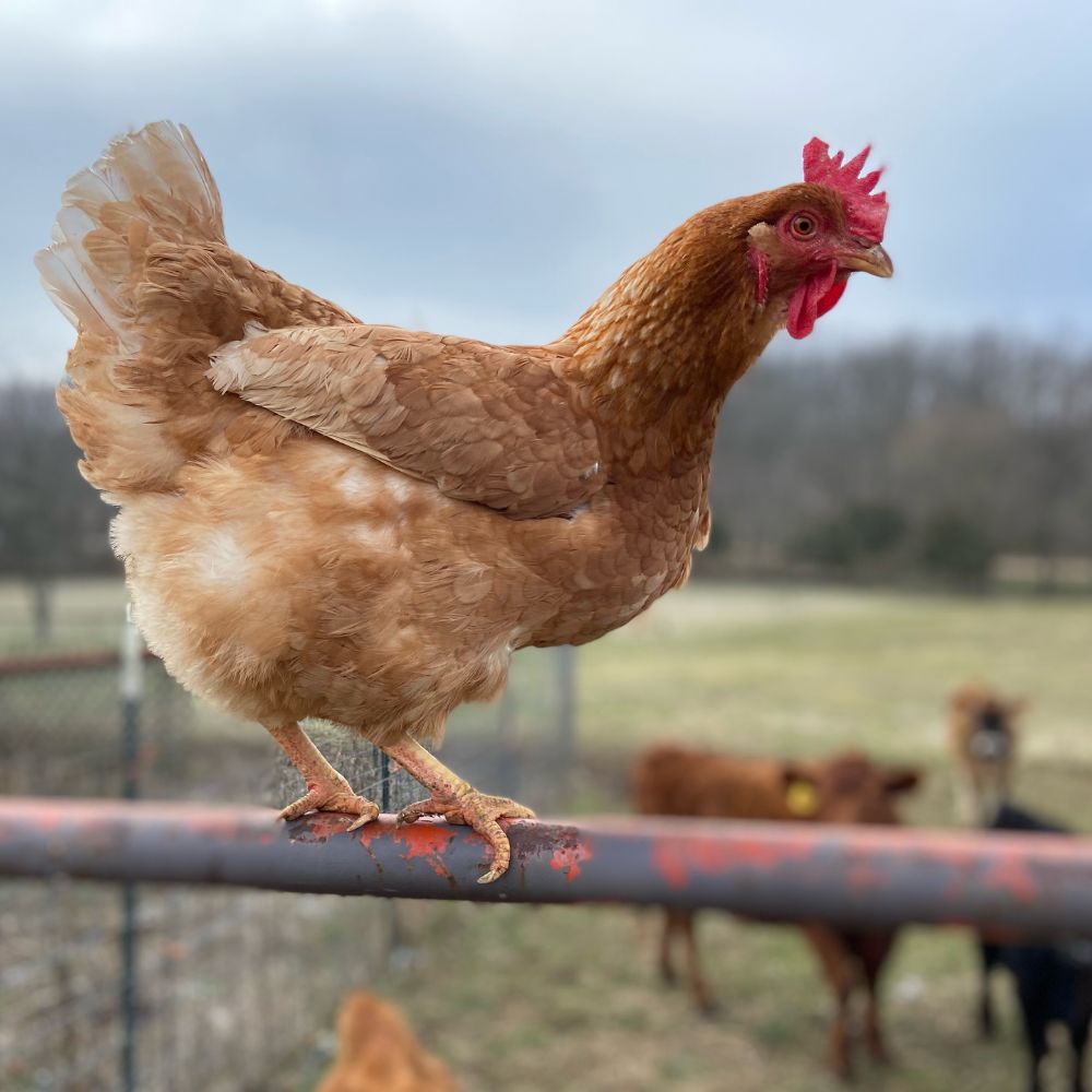 Cinnamon Queen Chicken perched on gate