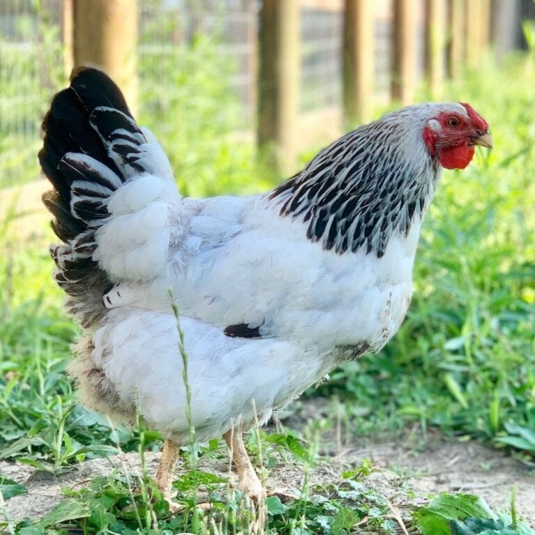 Columiban Wyandotte chicken standing on green ground cover with fence in background