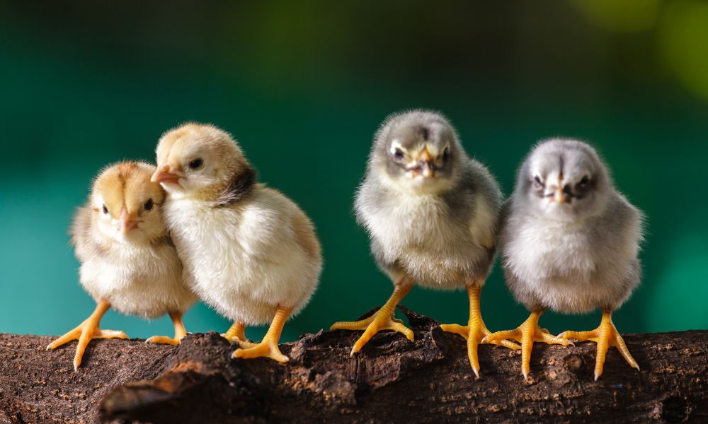 Four cute little chicks standing on a log with blurred background