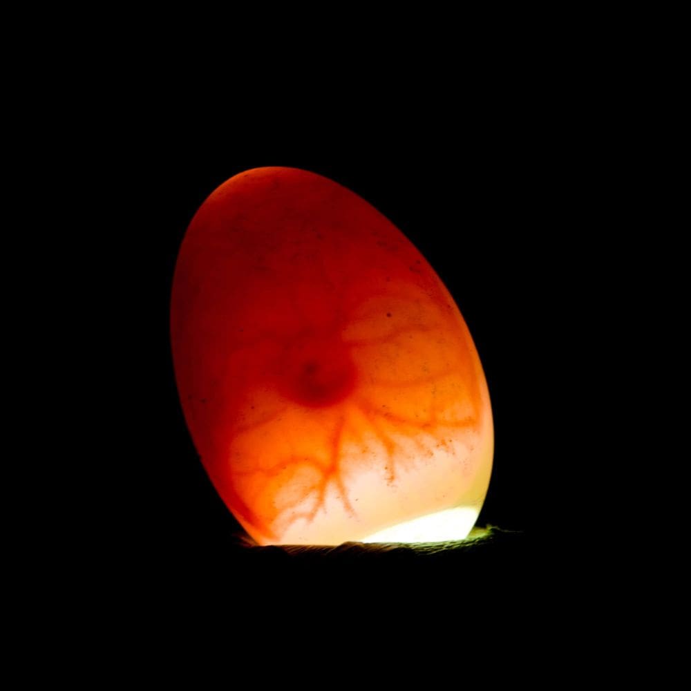 Egg being candled to check for fertility