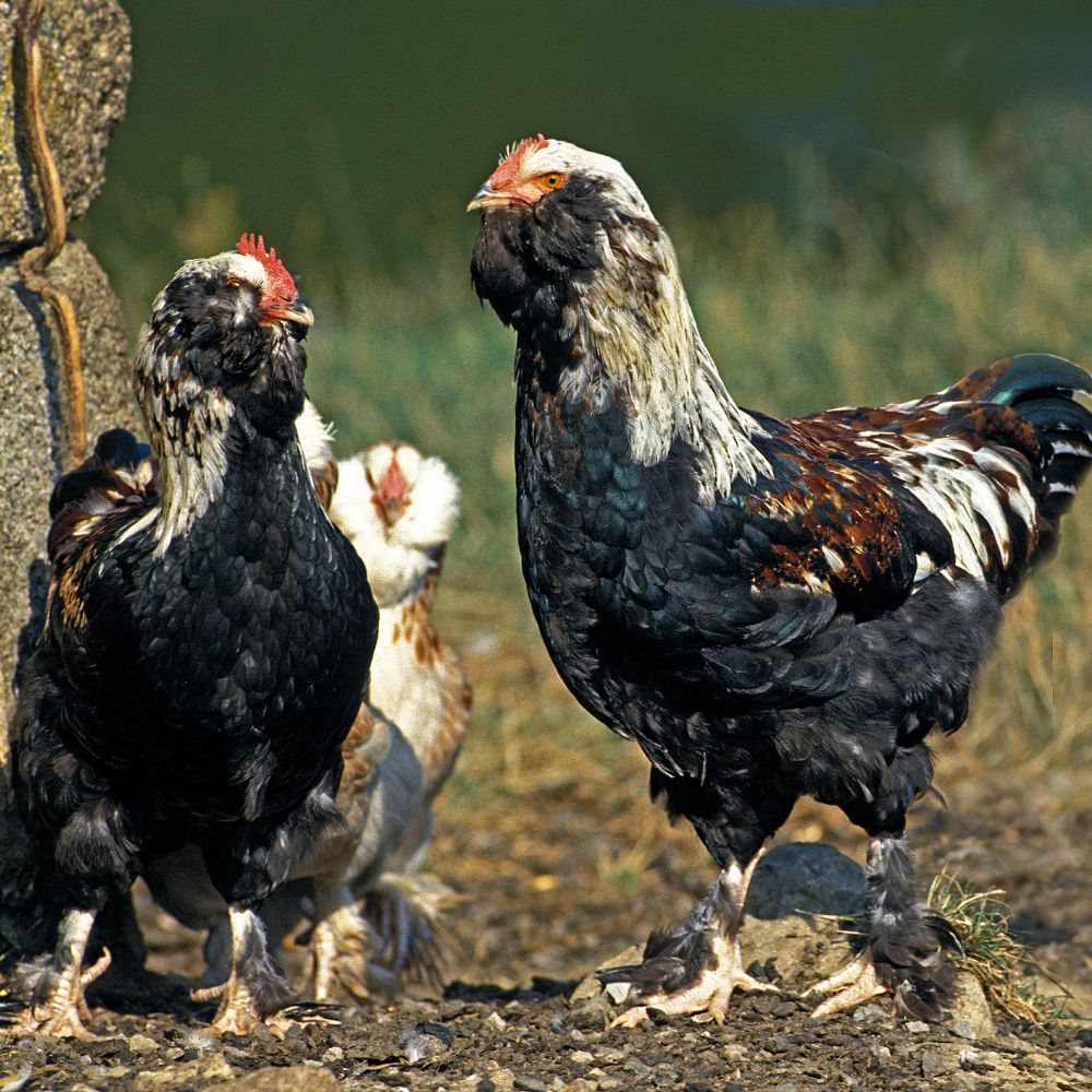 Three Faverolles chickens standing on earthy area