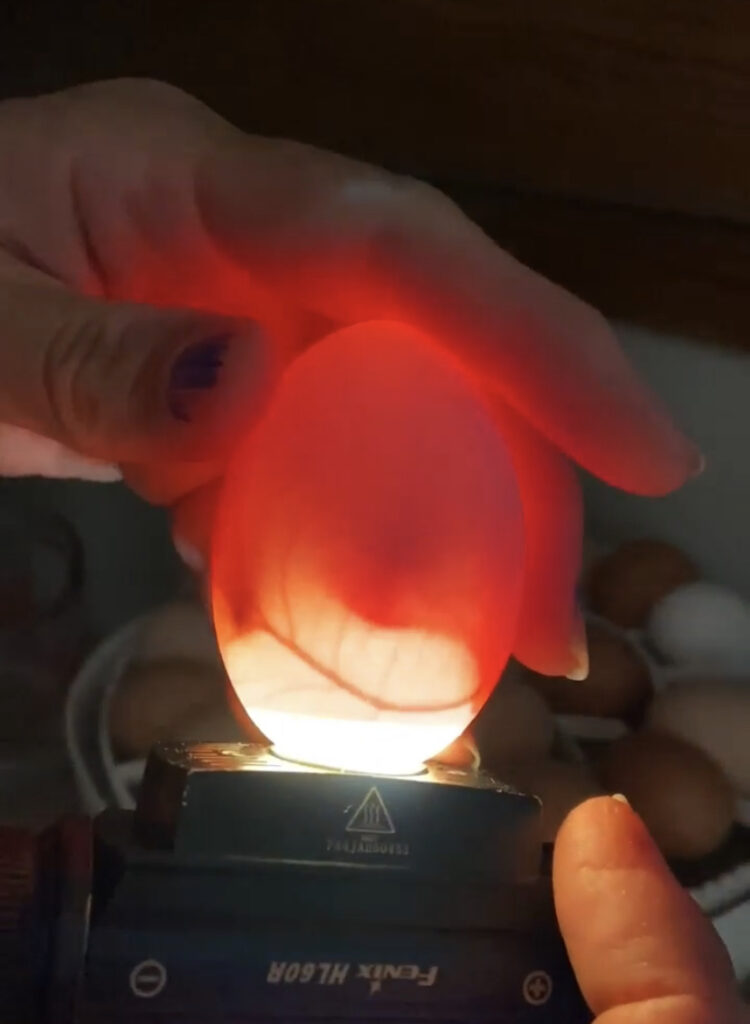 Egg being candled to check for fertility