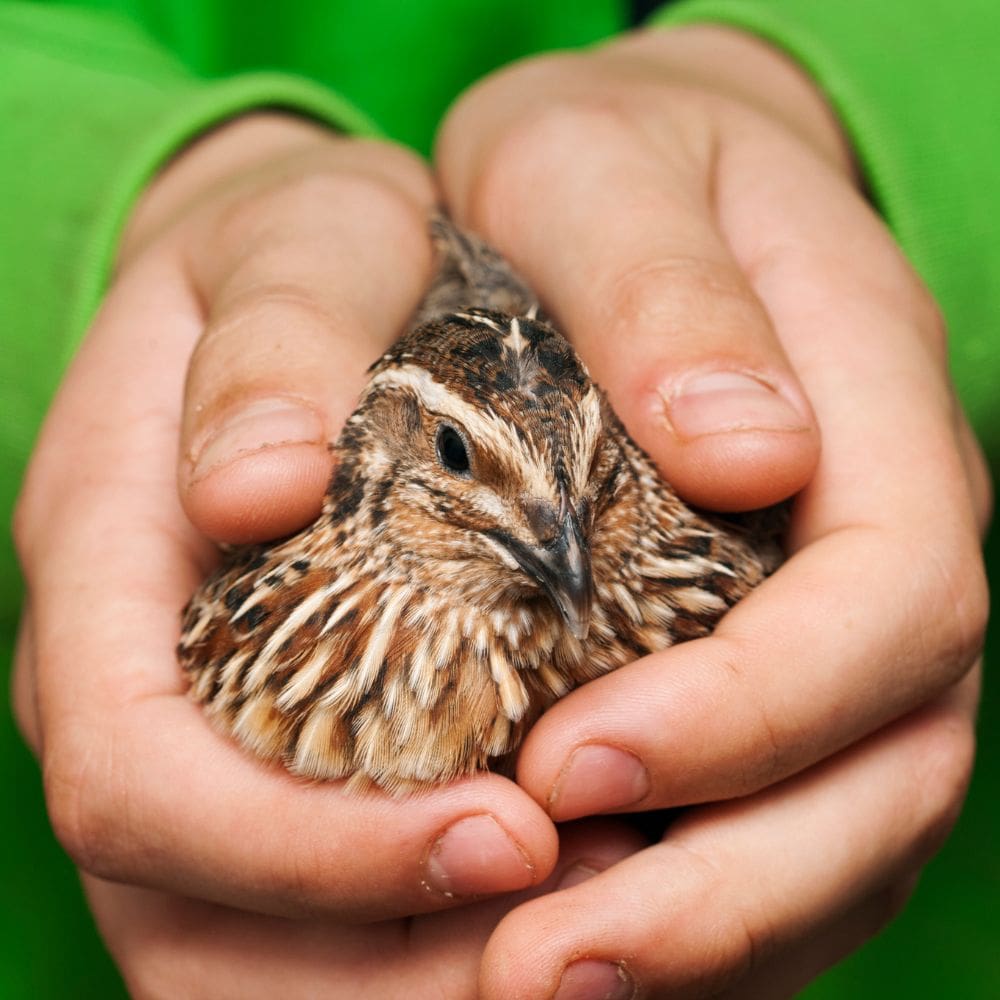 Quail being held up close