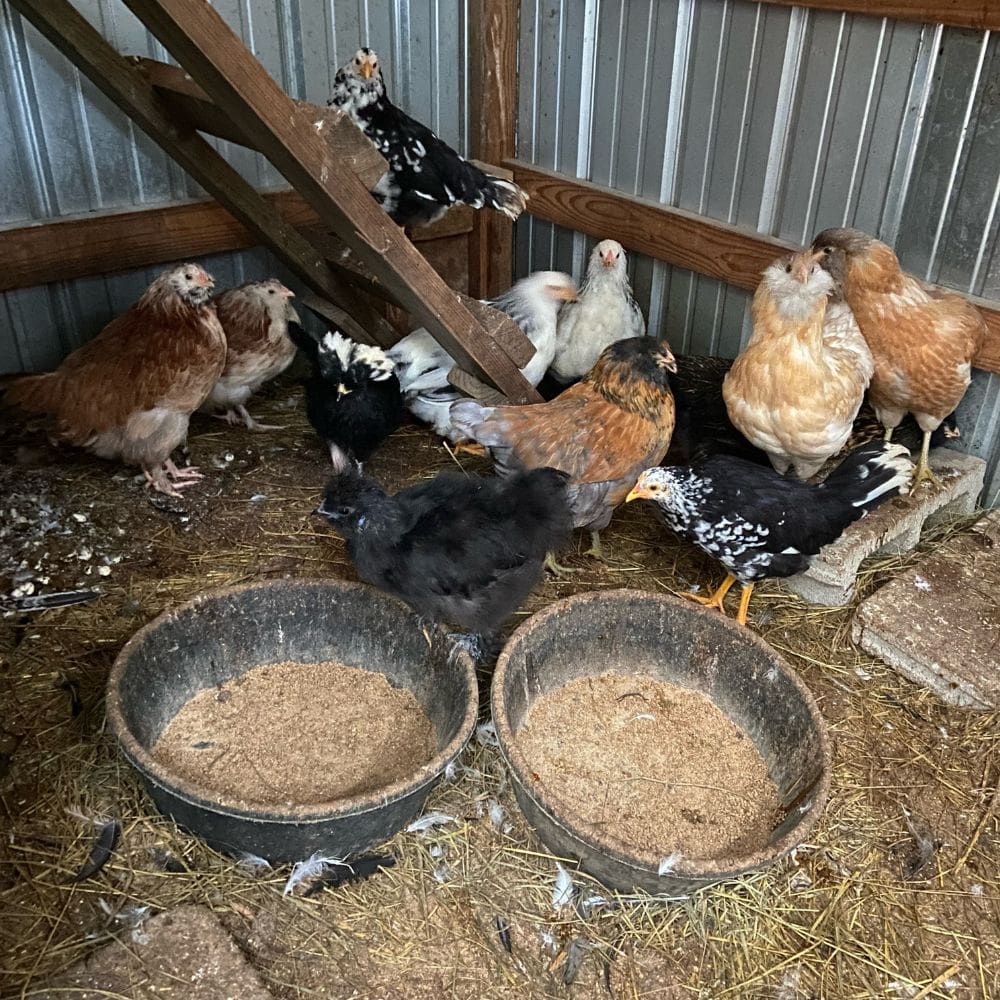 Dirty chicken coop