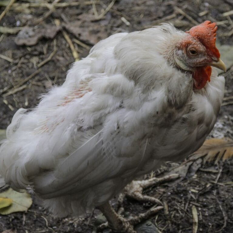 Infectious Coryza – Respiratory Chicken Foe