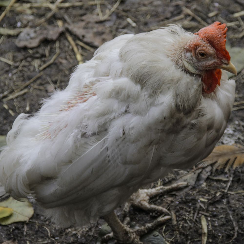 Sick chicken standing on twigs and leaves