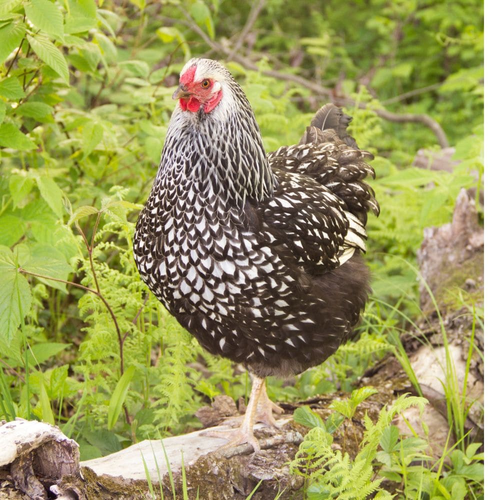 Wyandotte chicken standing on a log in greenery