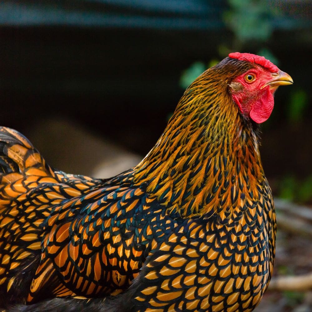 Wyandotte chicken with dark background