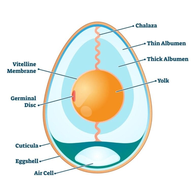 Know Your Eggs! Chicken Egg Anatomy Explained!