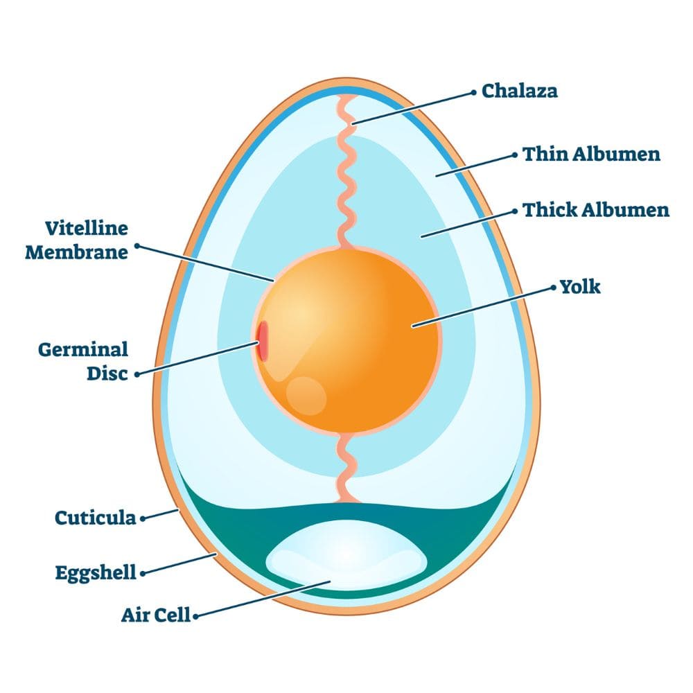 Anatomy of a chicken egg diagram