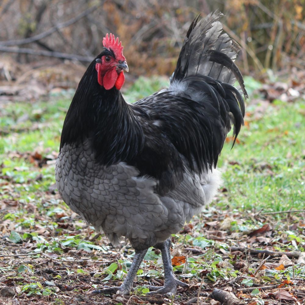 Blue Orpington Chickens - What You Need To Know