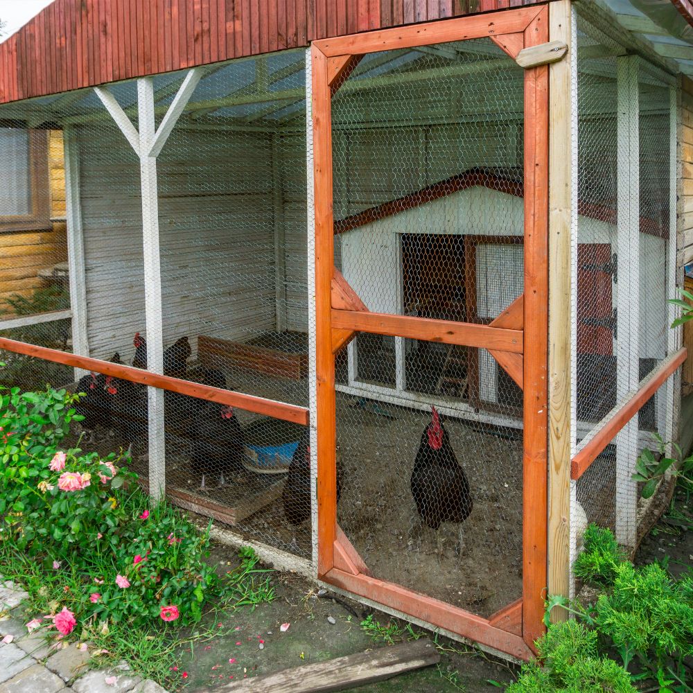 Walk in chicken coop