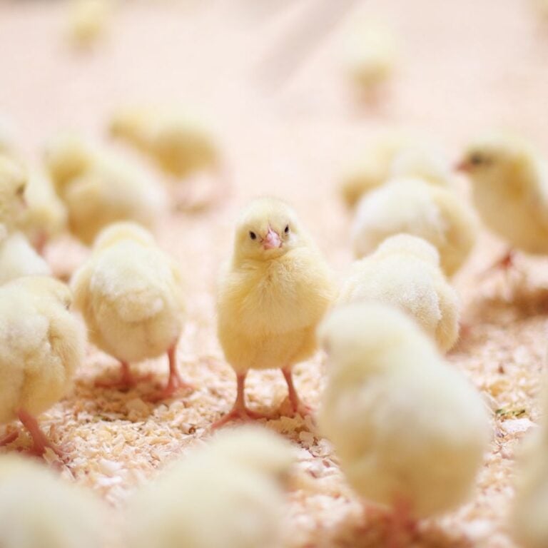Create The Best Chicken Brooder For Baby Chicks!
