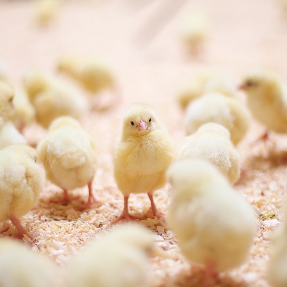 Many chicks standing in a bed of sawdust
