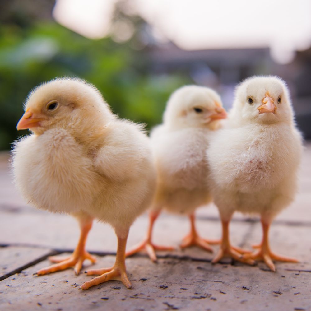 Three chicks standing on concrete