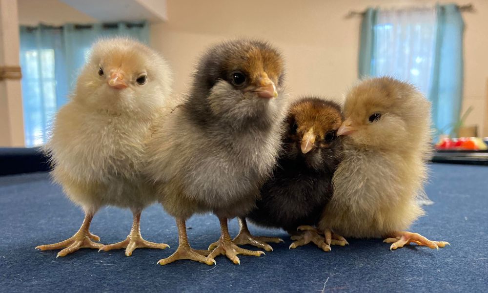 Four chicks standing in a row