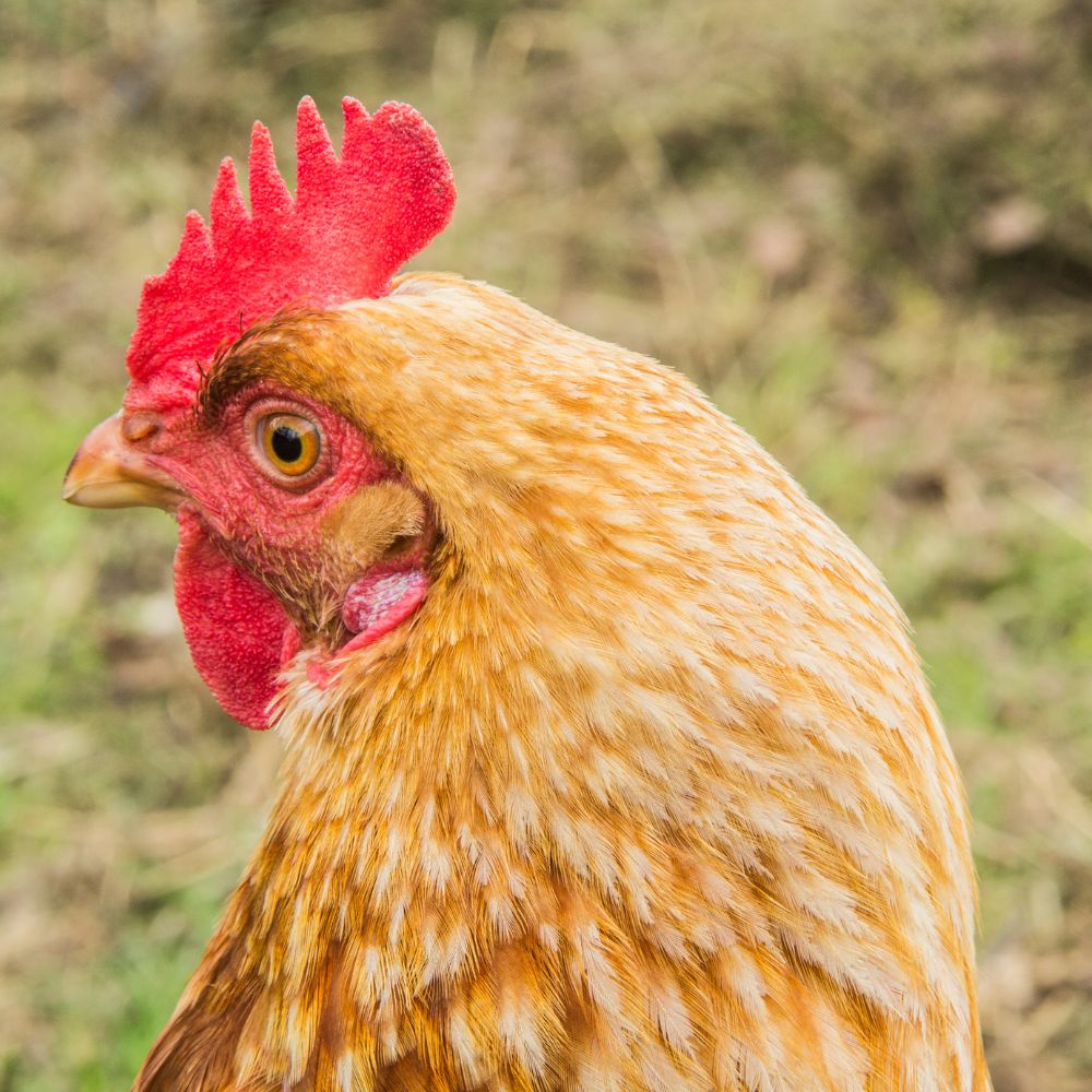 Golden Comet chicken headshot with blurred grass background