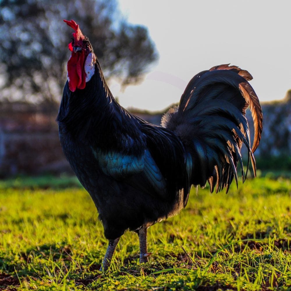 Minorca rooster on grassy background