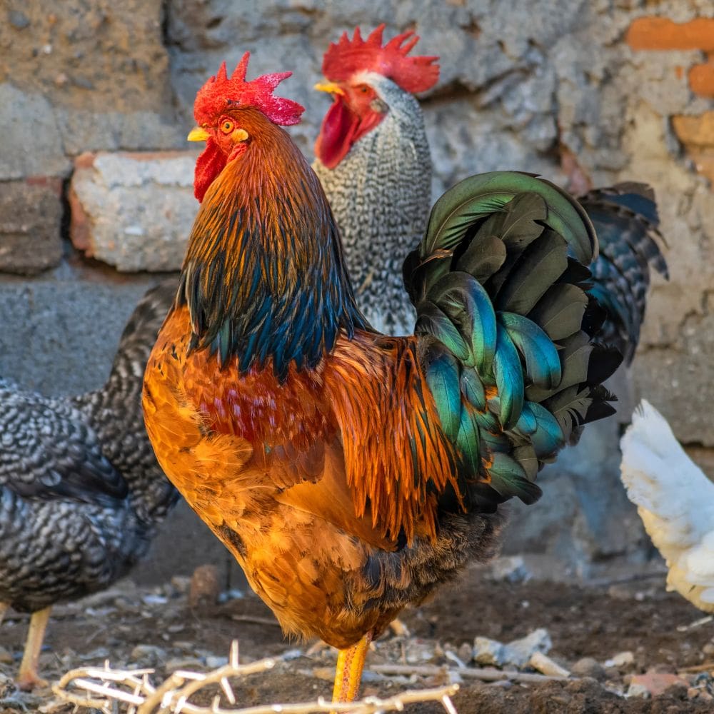 Two roosters in front of rock wall background