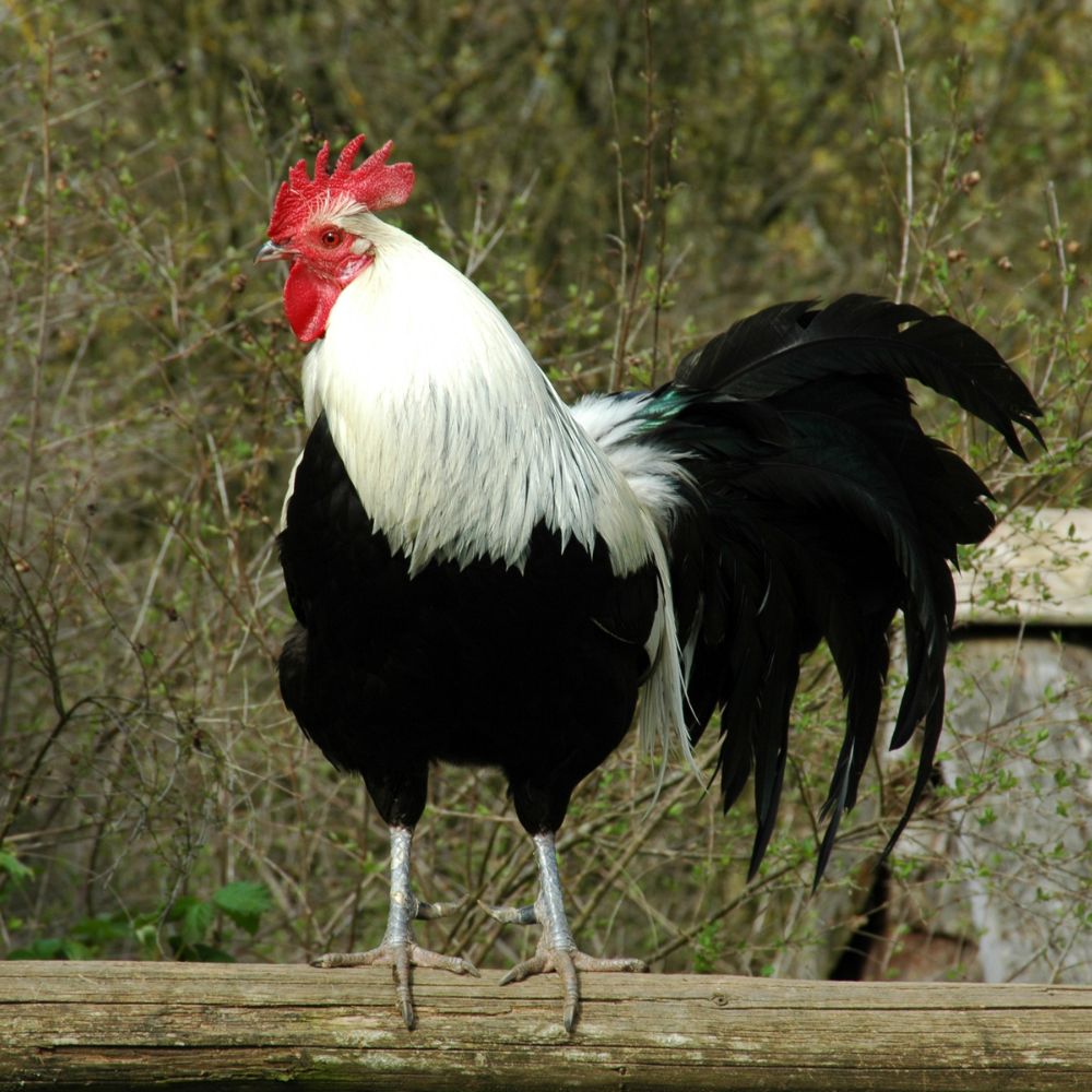 Pretty black and white rooster on wooden fence