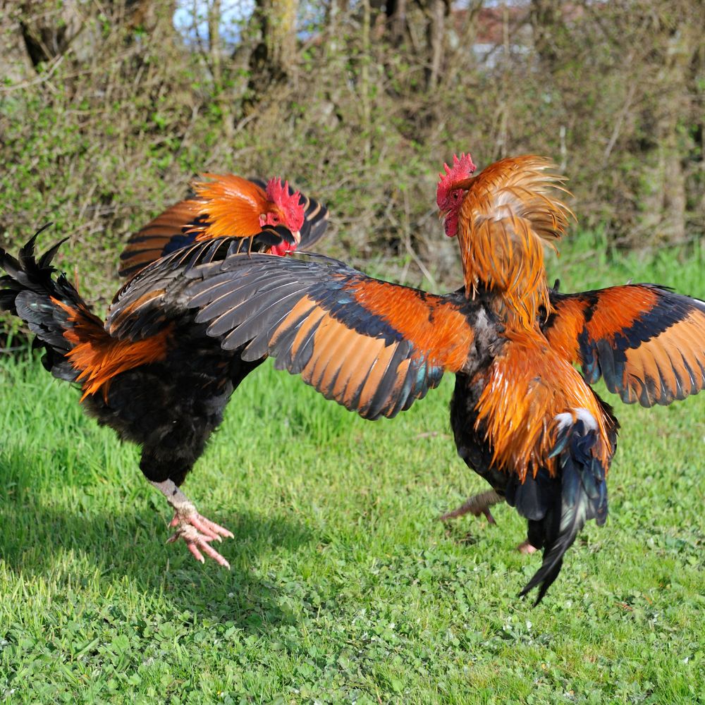 Two roosters fighting each other