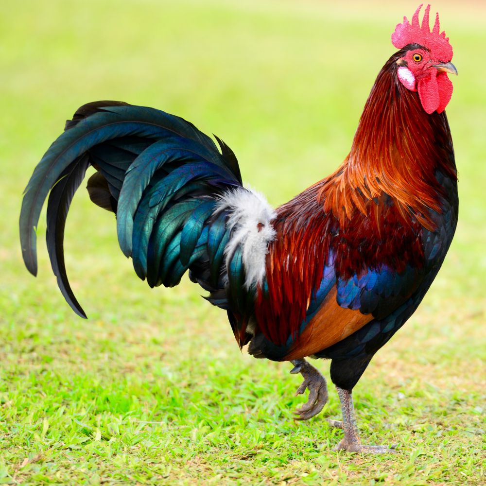 Gorgeous Rooster standing in grass