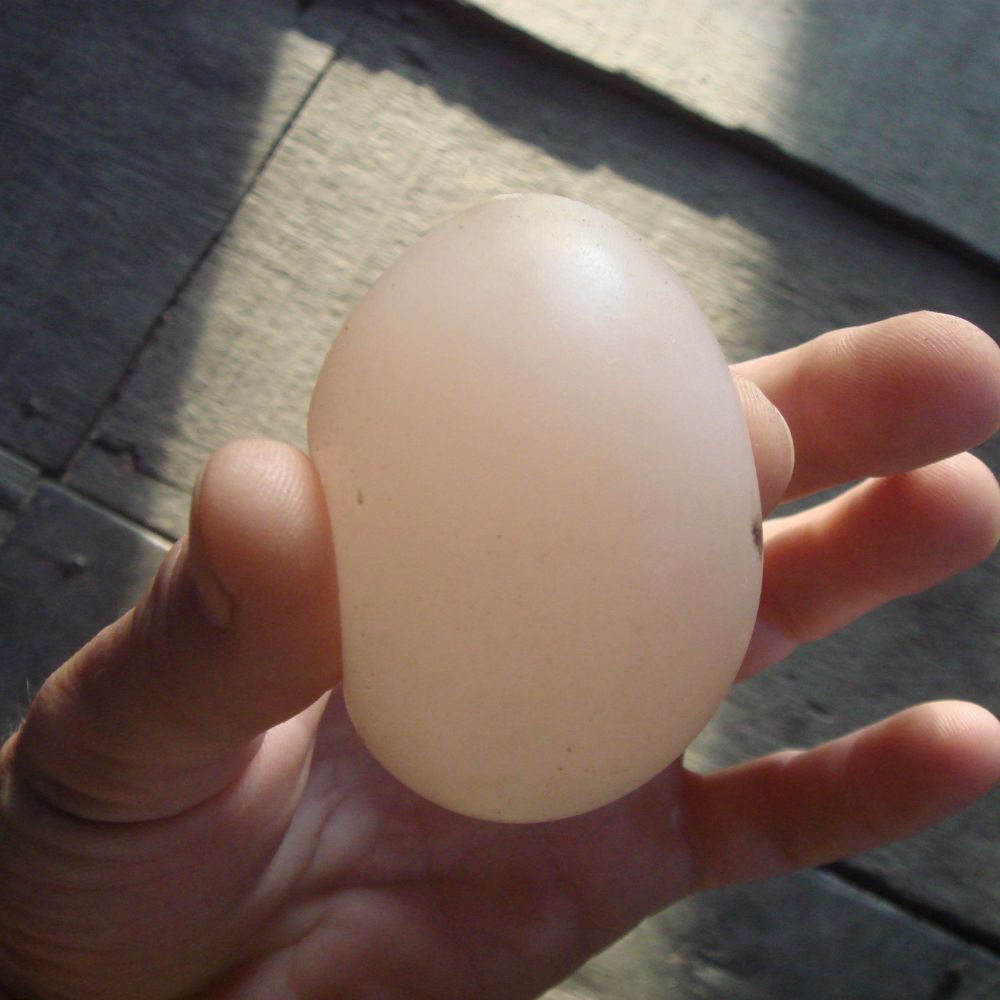Soft Shelled egg being held by a hand