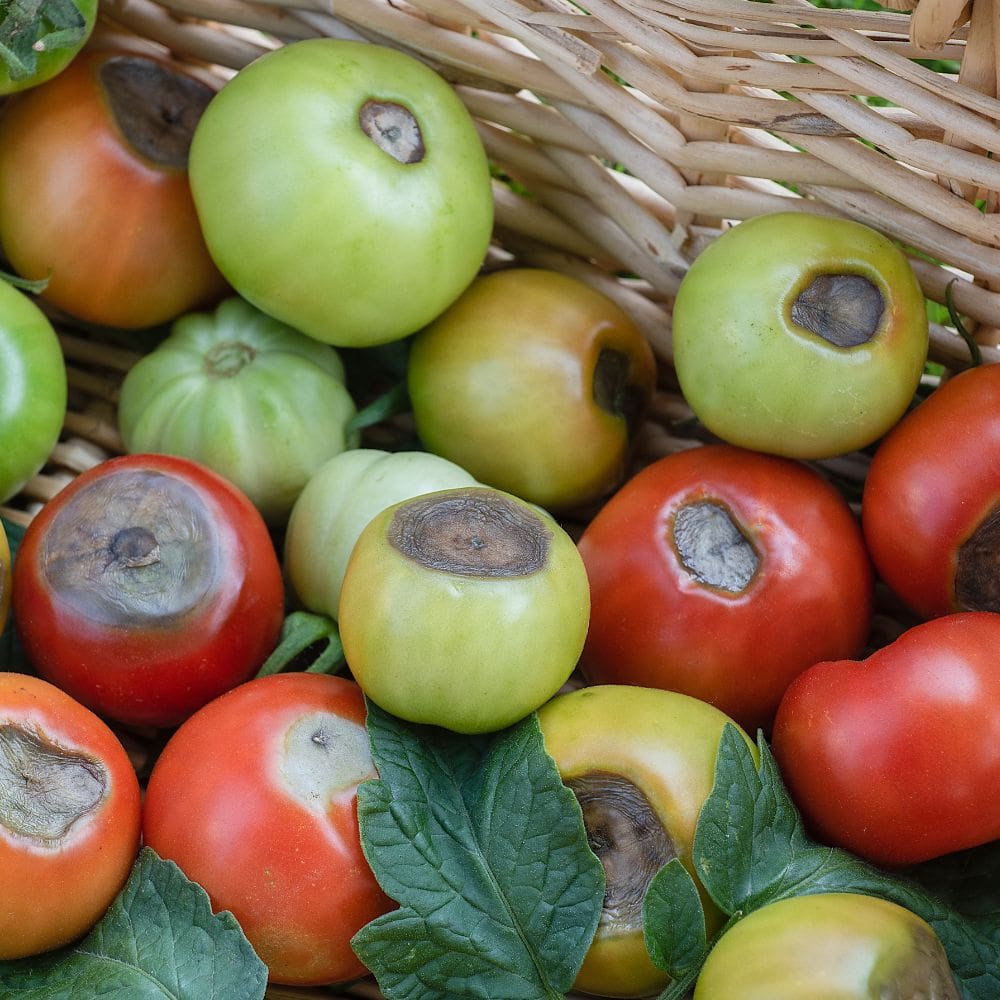 A large basket full of tomatoes with blossom end rot