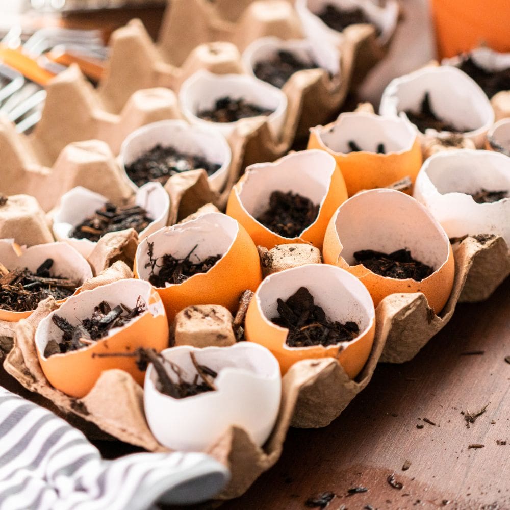 Eggshells with potting soil in them ready to plant seeds