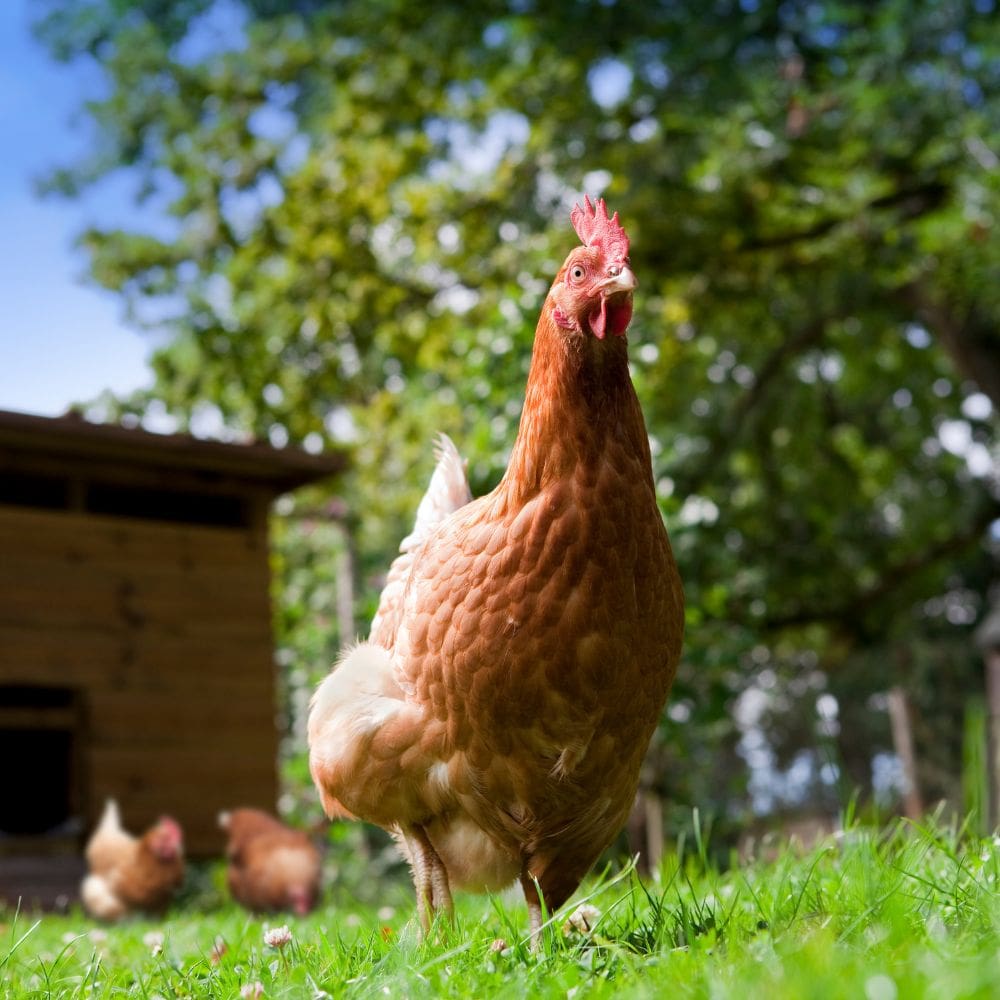 Hen in green grass with coop and other hens blurred in background