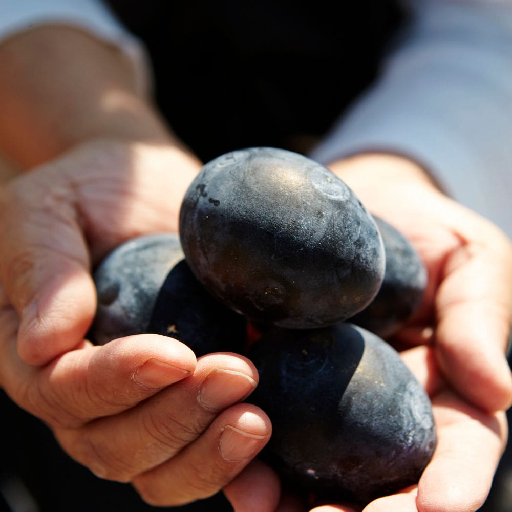 Up close of hands holding 4 black chicken eggs