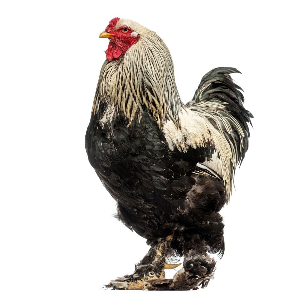 Brahma Rooster on all white background