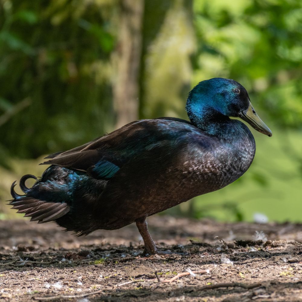 Cayuga Duck with blurred forest background