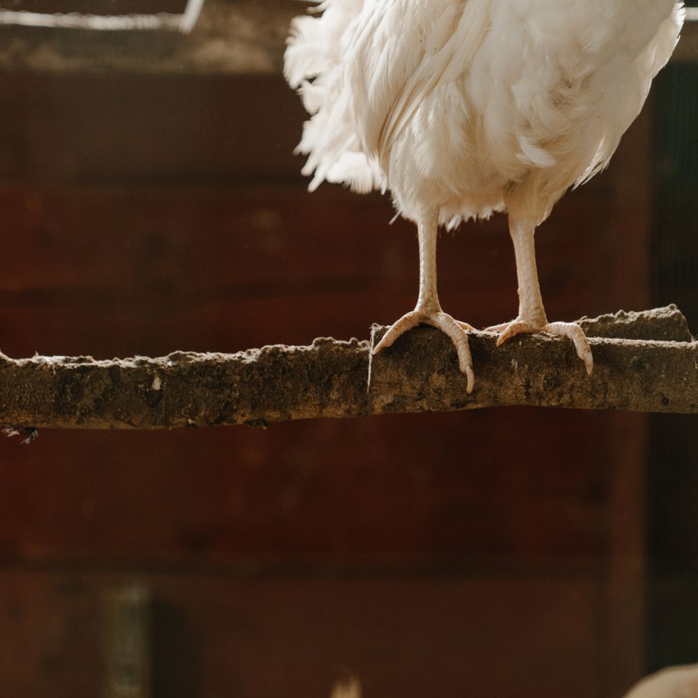 Chicken on a perch