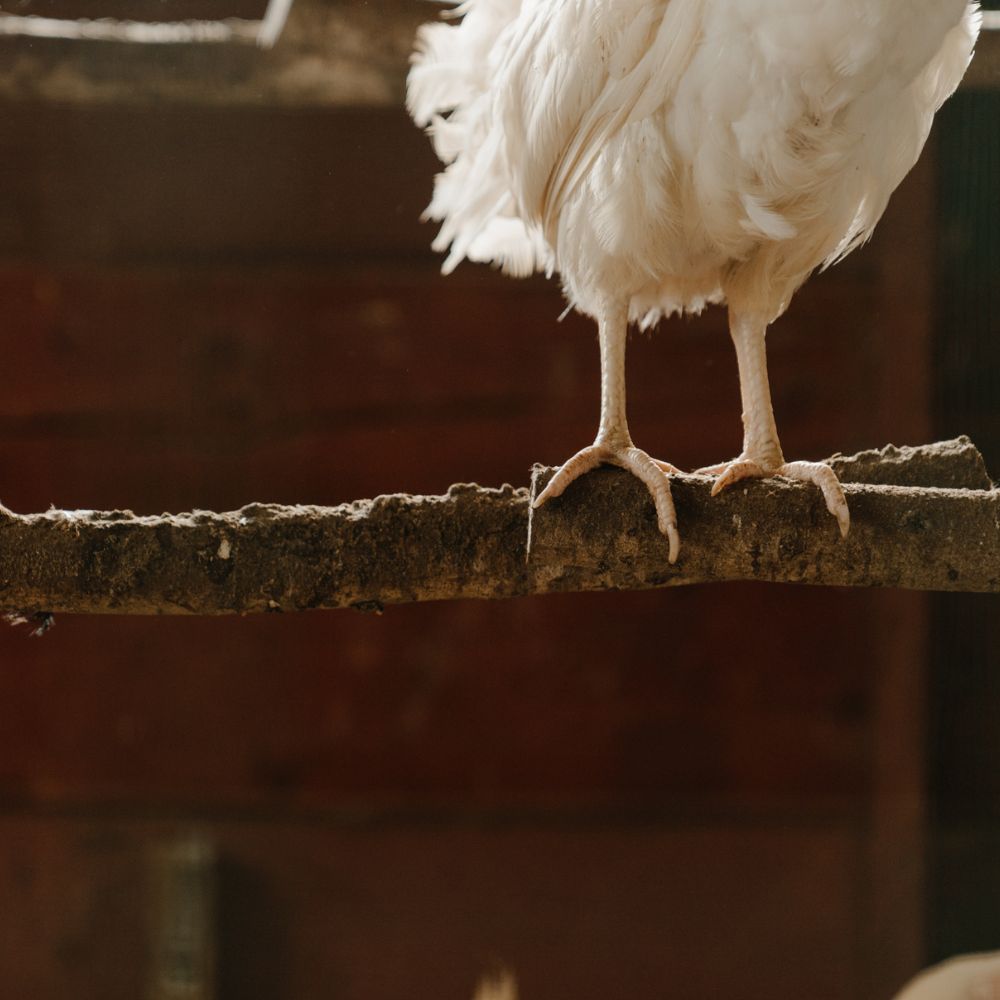 Fence Sitting Chickens White Chicken