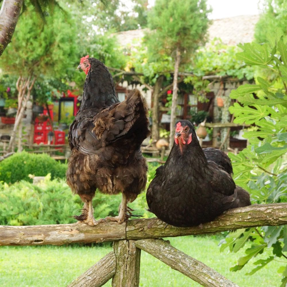 Chickens perched on a wooden fence