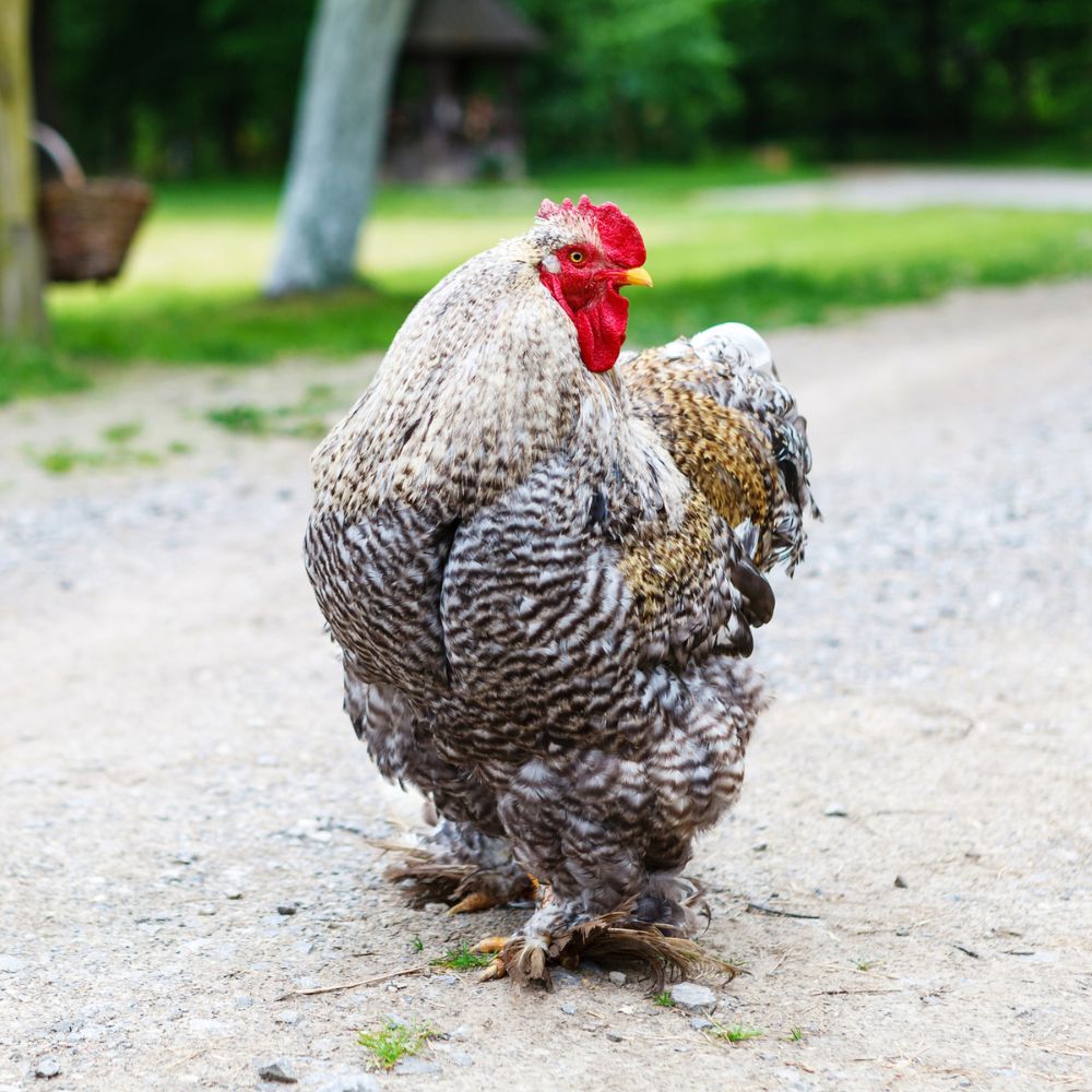 Cochin chicken posing with blurred background