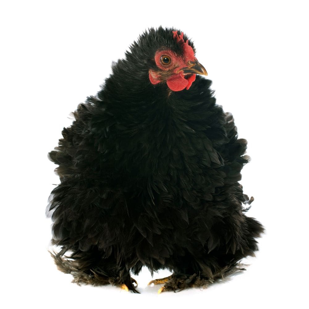 Black Cochin Frizzle chicken on all white background