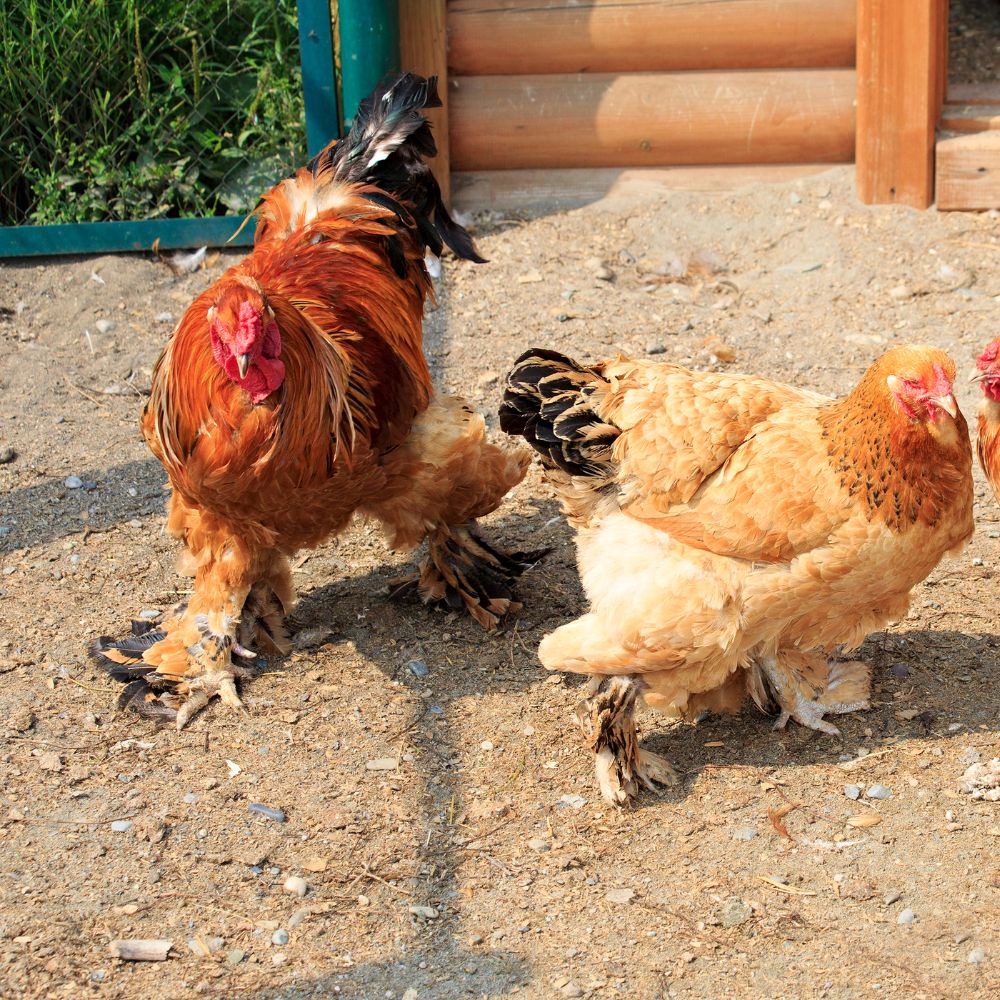 Cochin rooster and hen standing on earthy ground