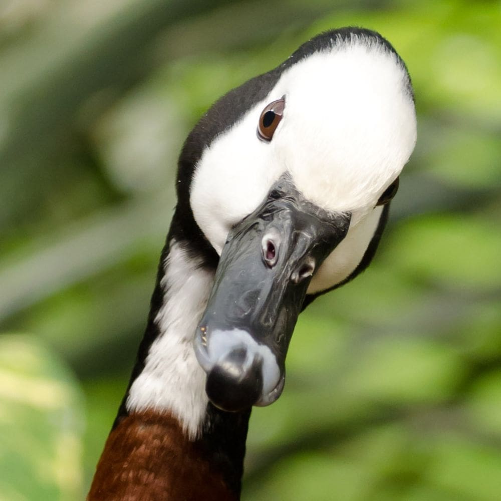 Up close of adorable duck with blurred background