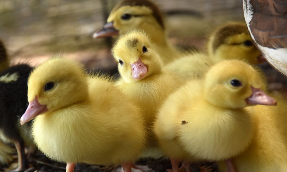 Cute group of yellow ducklings