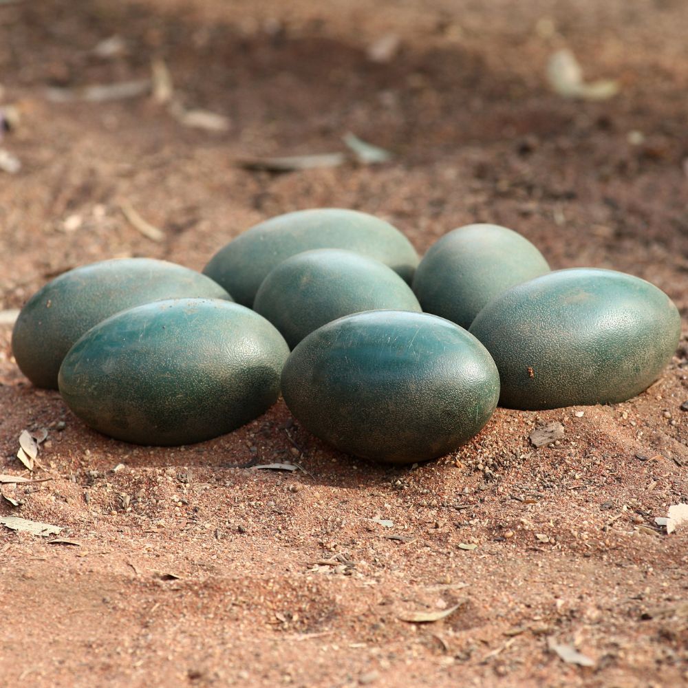 Emu eggs laying on a sandy ground area