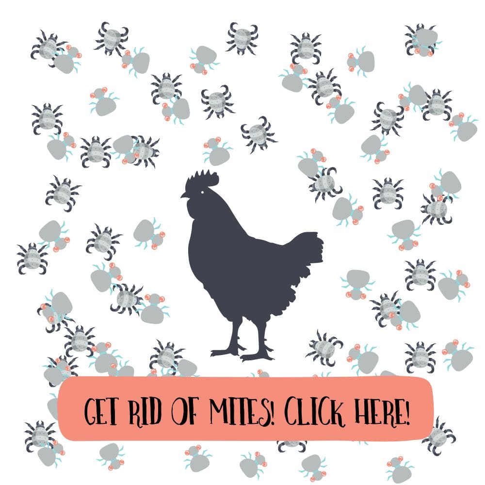 Chicken surrounded with mites illustration with call to action
