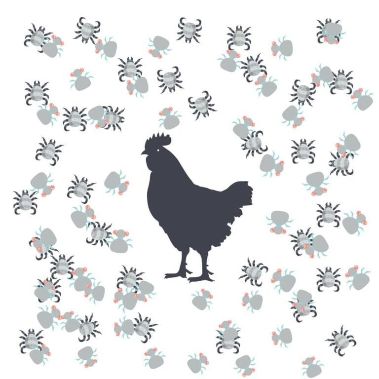 Chicken Mites: Fast & All Natural Solutions