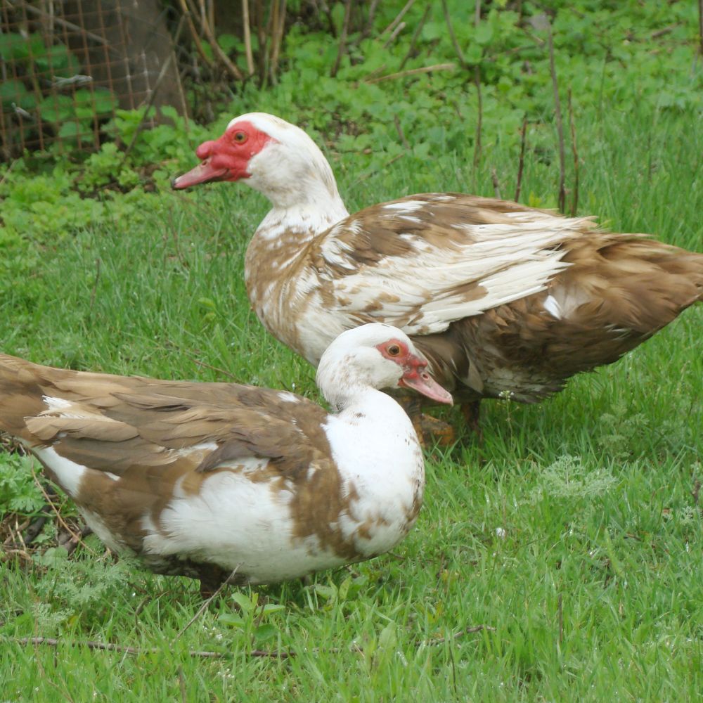 Brown and white muscovy ducks standing in green grass