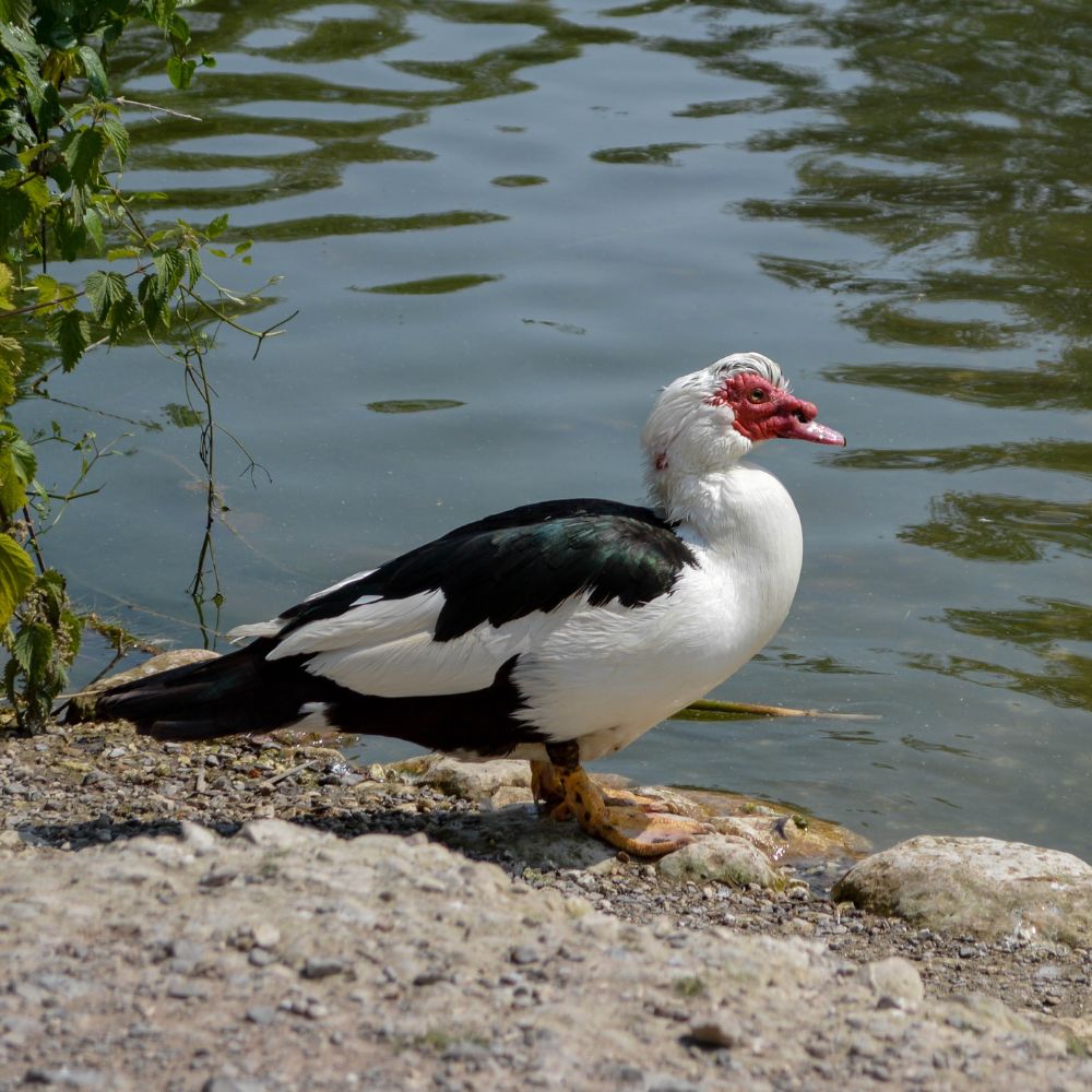 Black and white muscovy duck standing on the shore of a pond