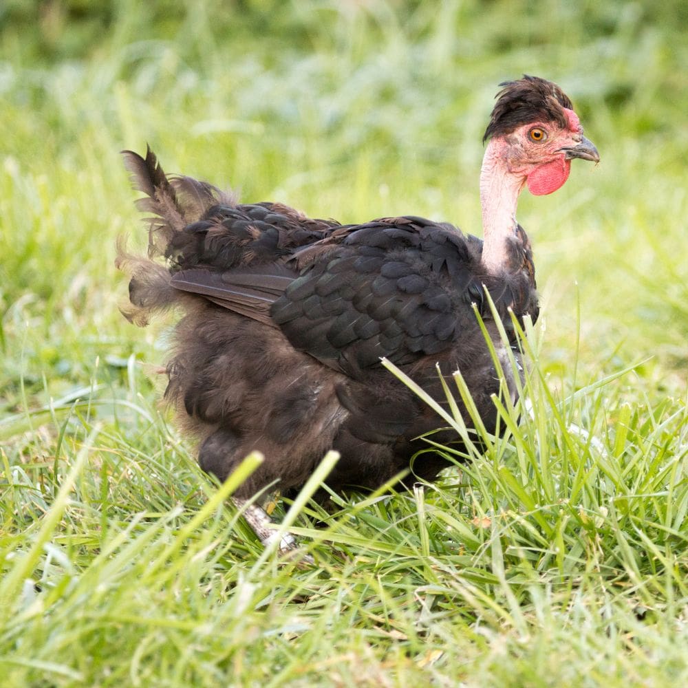 Naked Neck Chicken Turken on green grass