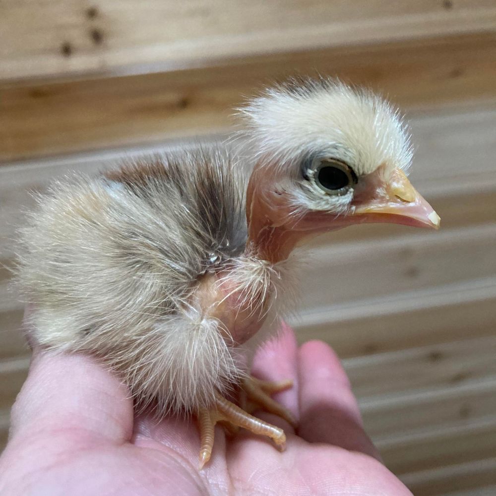 Naked Neck Chicken Turken chick in a hand