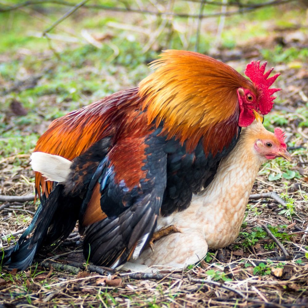 Rooster mating a hen